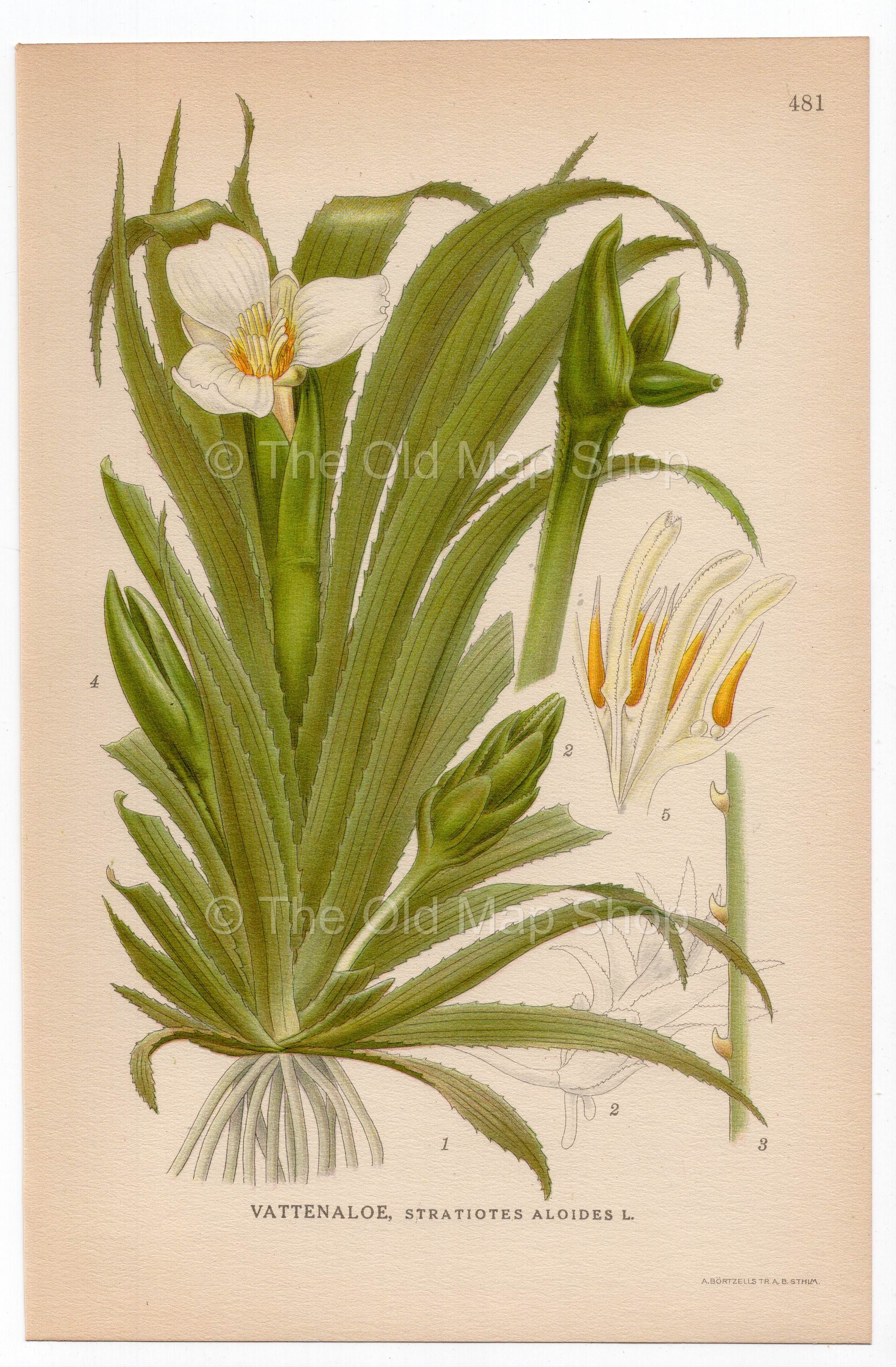 Water Soldiers, Water Pineapple (Stratiotes aloides), antique botanical illustration, Plate 481, C. A. M. Lindman, Bilder ur Nordens Flora, 1926.
