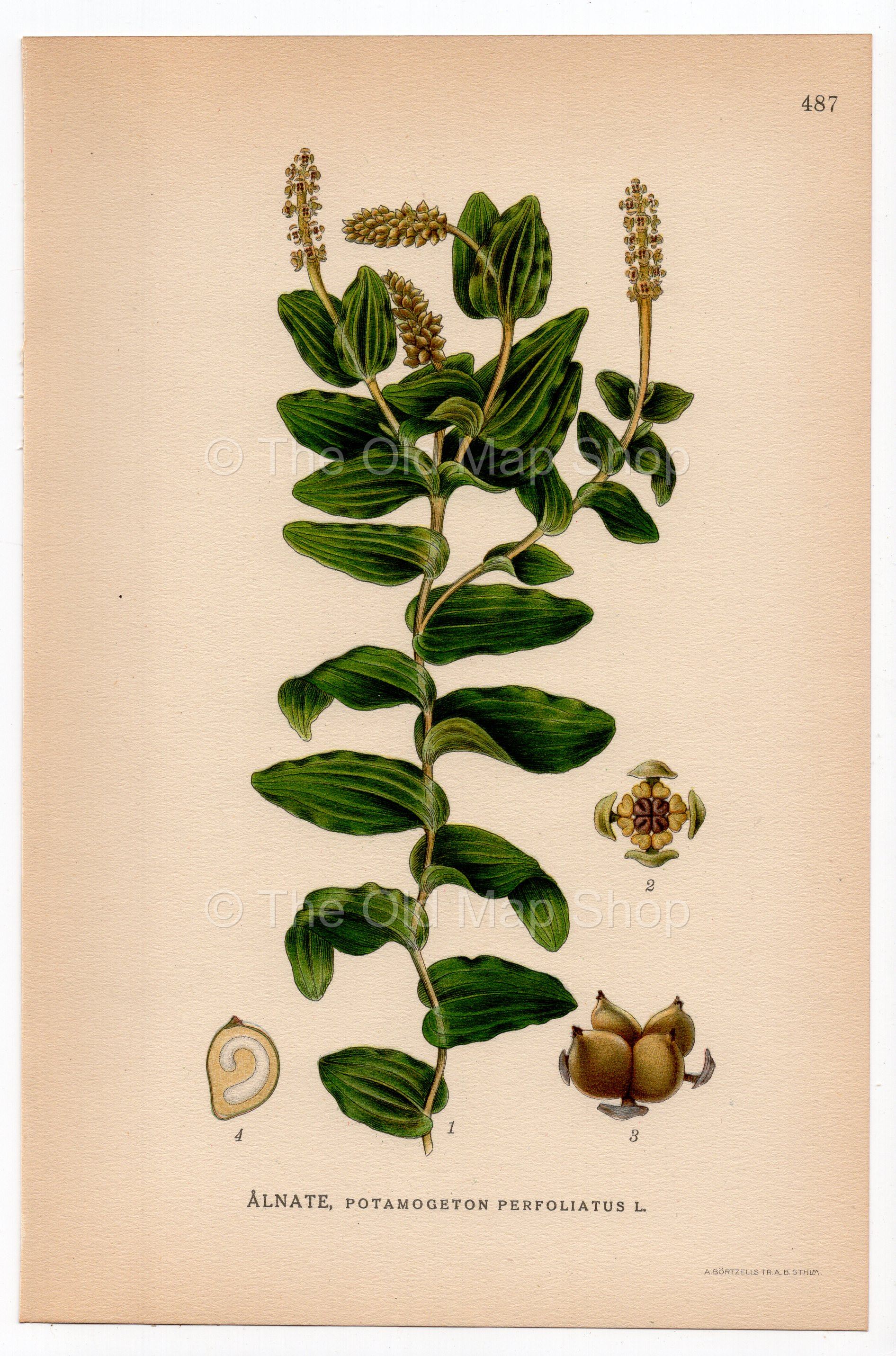 Perfoliate Pondweed, Redhead Grass (Potamogeton perfoliatus), antique botanical illustration, Plate 487, C. A. M. Lindman, Bilder ur Nordens Flora, 1926.