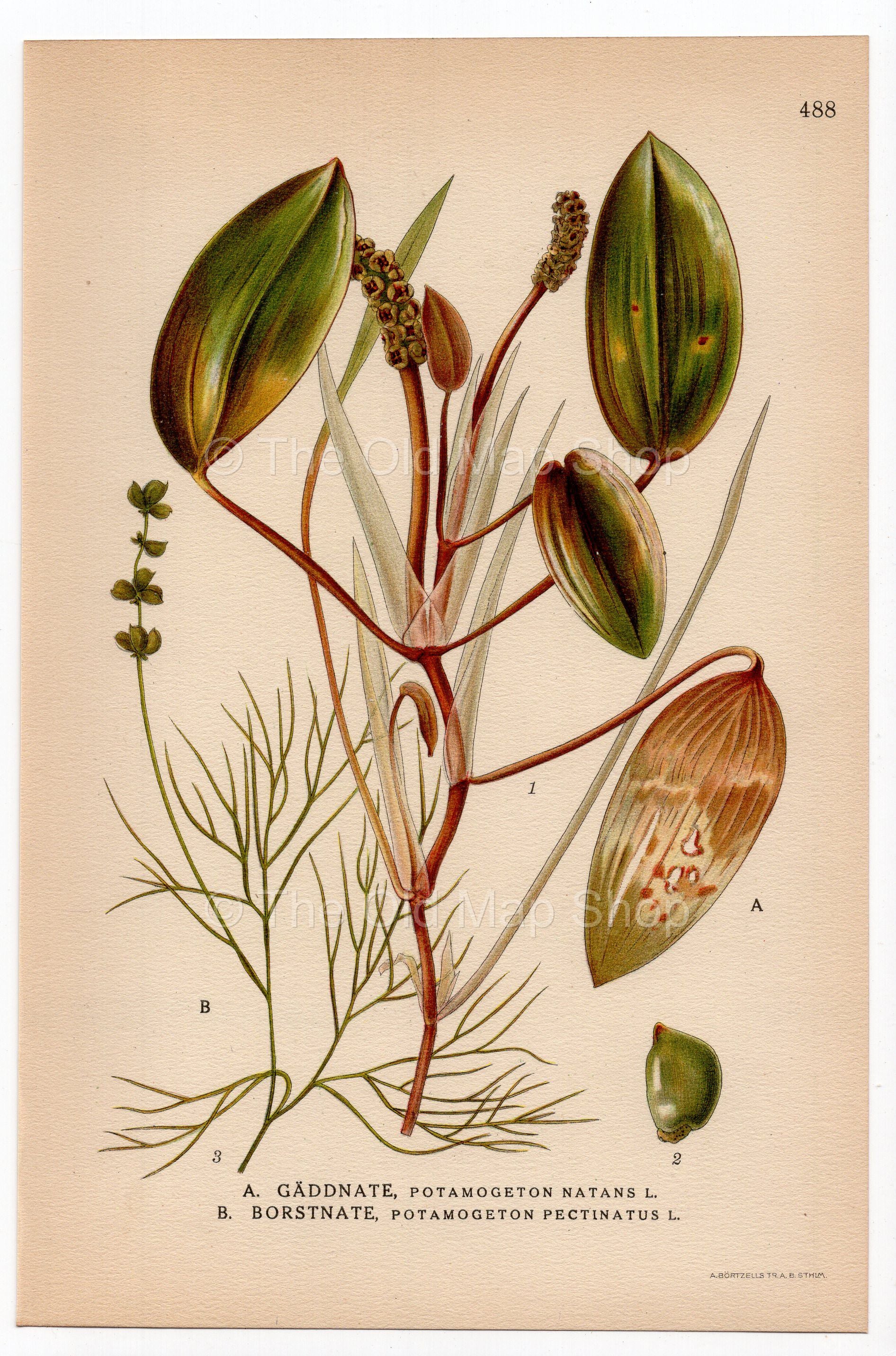 Floating Pondweed, Fennel Pondweed (Potamogeton natans Potamogeton pectinatus), antique botanical illustration, Plate 488, C. A. M. Lindman, Bilder ur Nordens Flora, 1926.