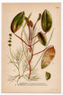 Floating Pondweed, Fennel Pondweed (Potamogeton natans Potamogeton pectinatus), antique botanical illustration, Plate 488, C. A. M. Lindman, Bilder ur Nordens Flora, 1926.