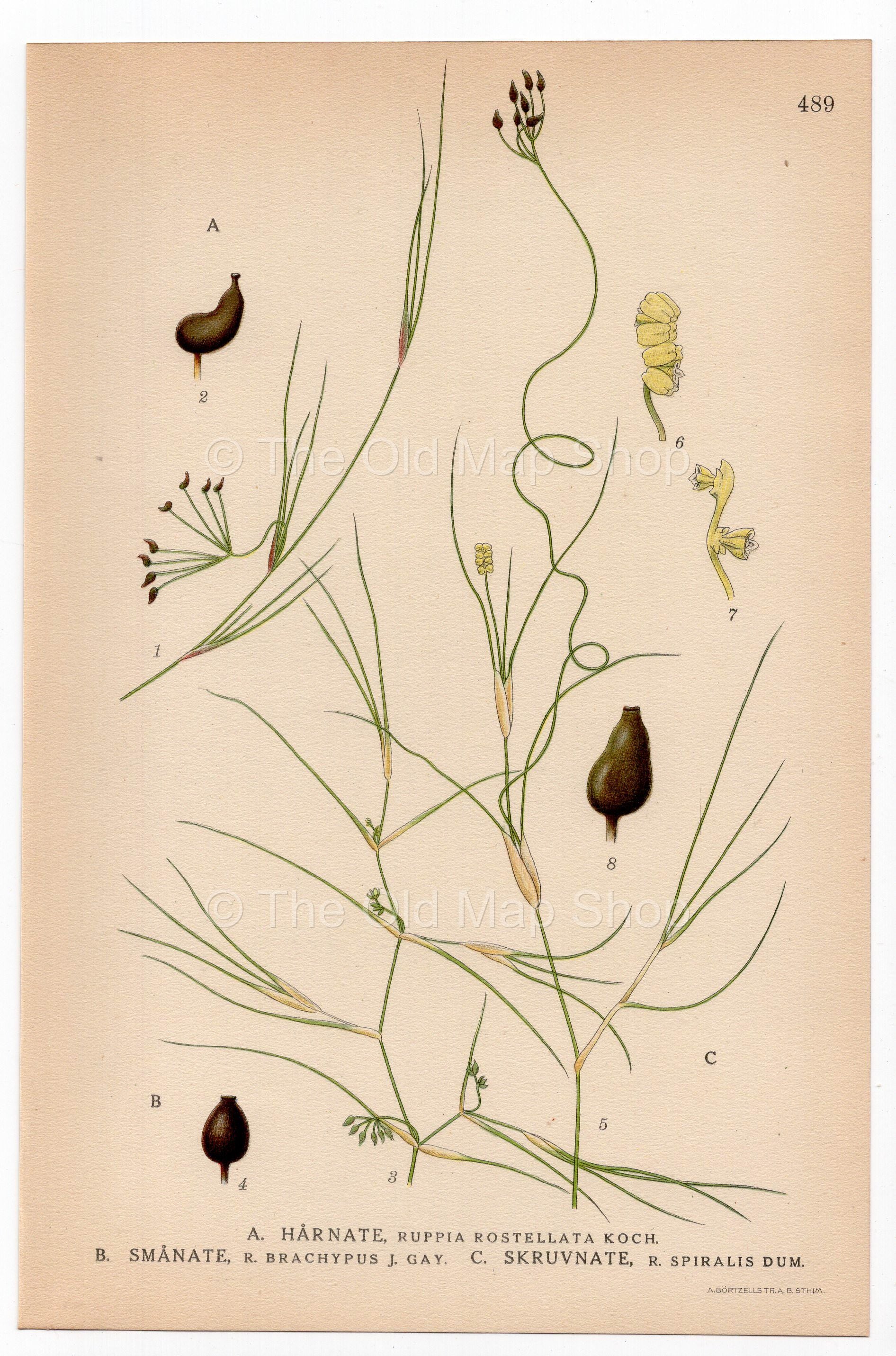 Widgeonweeds, Ditch Grasses, Widgeon Grass (Ruppia rostellata), antique botanical illustration, Plate 489, C. A. M. Lindman, Bilder ur Nordens Flora, 1926.
