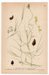 Widgeonweeds, Ditch Grasses, Widgeon Grass (Ruppia rostellata), antique botanical illustration, Plate 489, C. A. M. Lindman, Bilder ur Nordens Flora, 1926.
