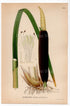 Bulrush, Common Cattail, Cat-o'-nine-tails (Typha latifolia), antique botanical illustration, Plate 493, C. A. M. Lindman, Bilder ur Nordens Flora, 1926.