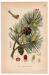 Scots pine, Scotch Pine, Pine Tree (Pinus sylvestris), antique botanical illustration, Plate 496, C. A. M. Lindman, Bilder ur Nordens Flora, 1926.