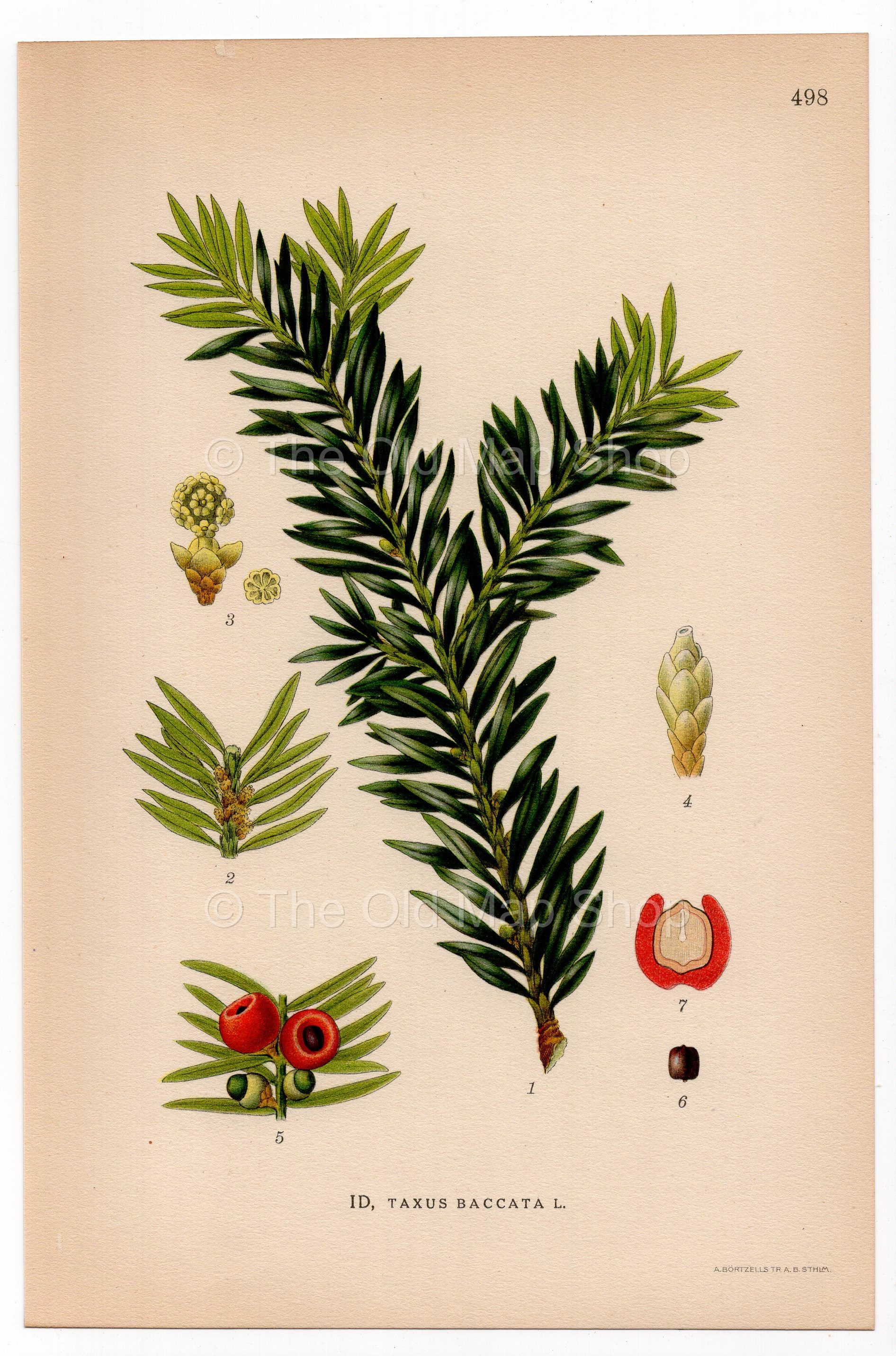 Yew Tree, English yew, European yew (Taxus baccata), antique botanical illustration, Plate 498, C. A. M. Lindman, Bilder ur Nordens Flora, 1926.