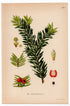 Yew Tree, English yew, European yew (Taxus baccata), antique botanical illustration, Plate 498, C. A. M. Lindman, Bilder ur Nordens Flora, 1926.