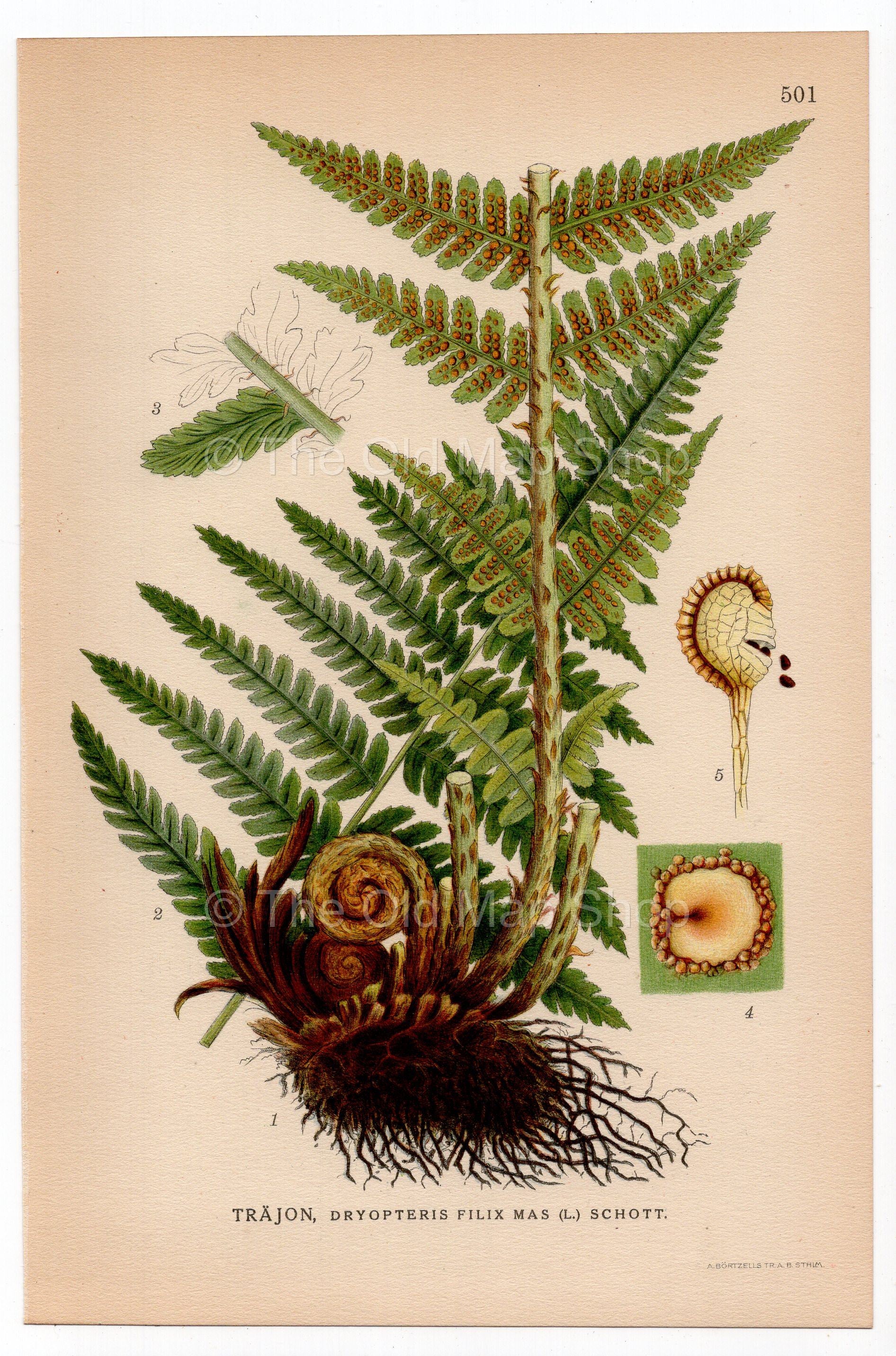 Male Fern, Worm fern (Dryopteris filix-mas), antique botanical illustration, Plate 501, C. A. M. Lindman, Bilder ur Nordens Flora, 1926.