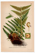 Male Fern, Worm fern (Dryopteris filix-mas), antique botanical illustration, Plate 501, C. A. M. Lindman, Bilder ur Nordens Flora, 1926.