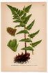 Crested Wood fern, Crested Buckler-fern (Dryopteris cristata), antique botanical illustration, Plate 502, C. A. M. Lindman, Bilder ur Nordens Flora, 1926.