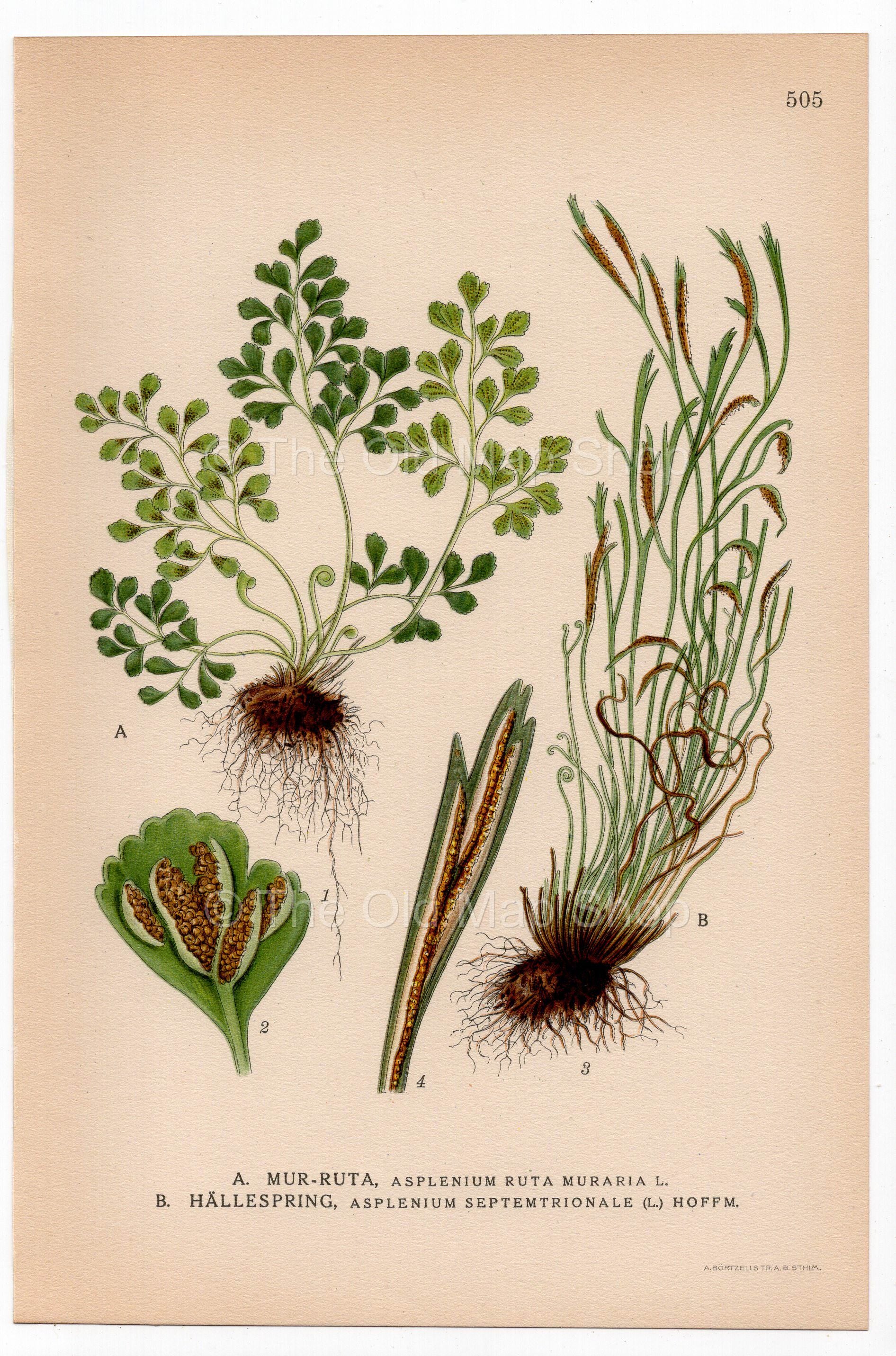 Wall-rue, Northern Spleenwort, Fern (Asplenium ruta-muraria, Asplenium septentrionale), antique botanical illustration, Plate 505, C. A. M. Lindman, Bilder ur Nordens Flora, 1926.
