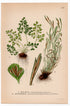 Wall-rue, Northern Spleenwort, Fern (Asplenium ruta-muraria, Asplenium septentrionale), antique botanical illustration, Plate 505, C. A. M. Lindman, Bilder ur Nordens Flora, 1926.