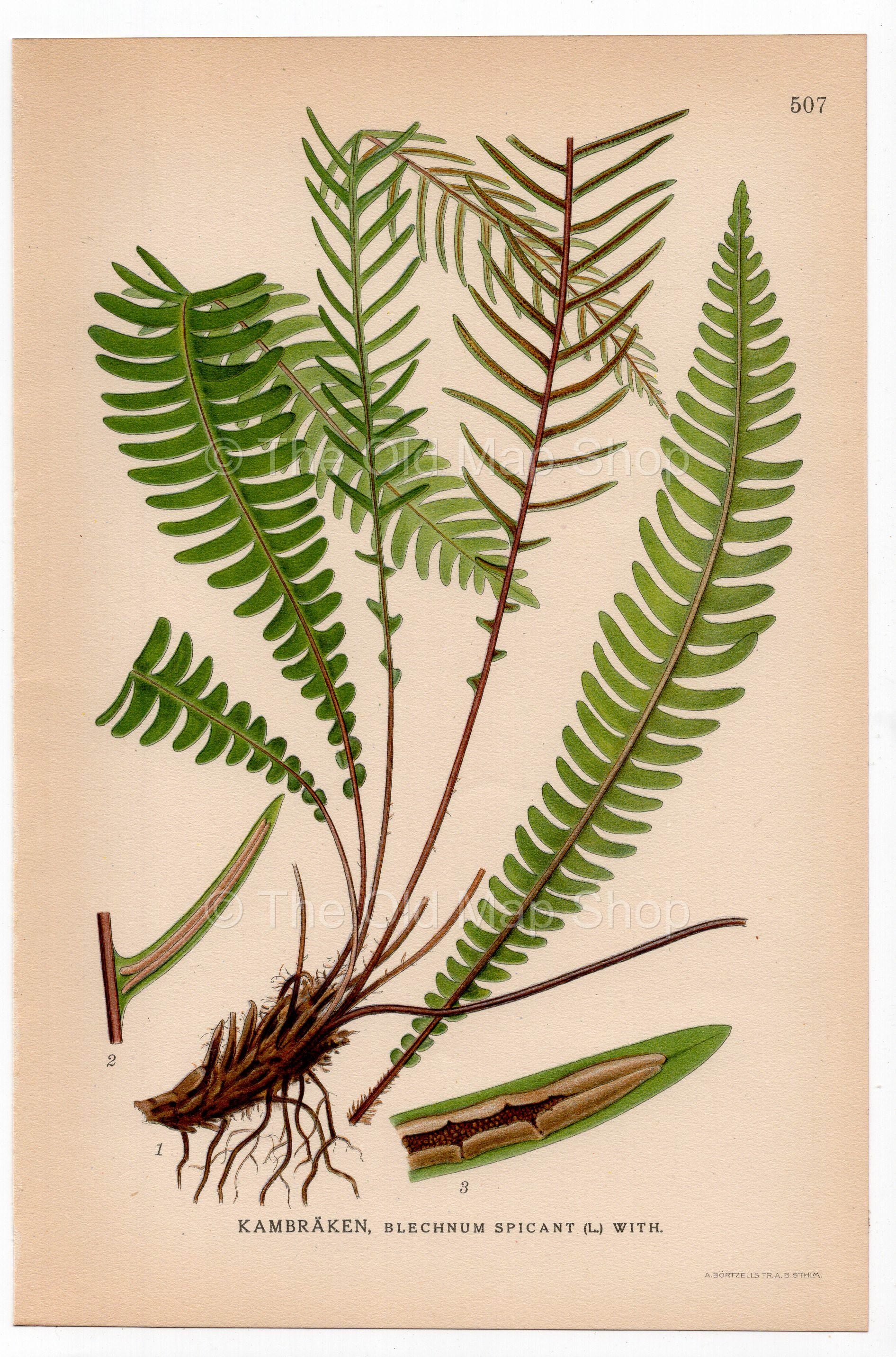 Hard-fern, Deer fern (Blechnum spicant), antique botanical illustration, Plate 507, C. A. M. Lindman, Bilder ur Nordens Flora, 1926.