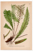 Hard-fern, Deer fern (Blechnum spicant), antique botanical illustration, Plate 507, C. A. M. Lindman, Bilder ur Nordens Flora, 1926.