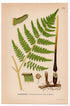 Bracken, Brake, Eagle fern (Pteridium aquilinum), antique botanical illustration, Plate 508, C. A. M. Lindman, Bilder ur Nordens Flora, 1926.