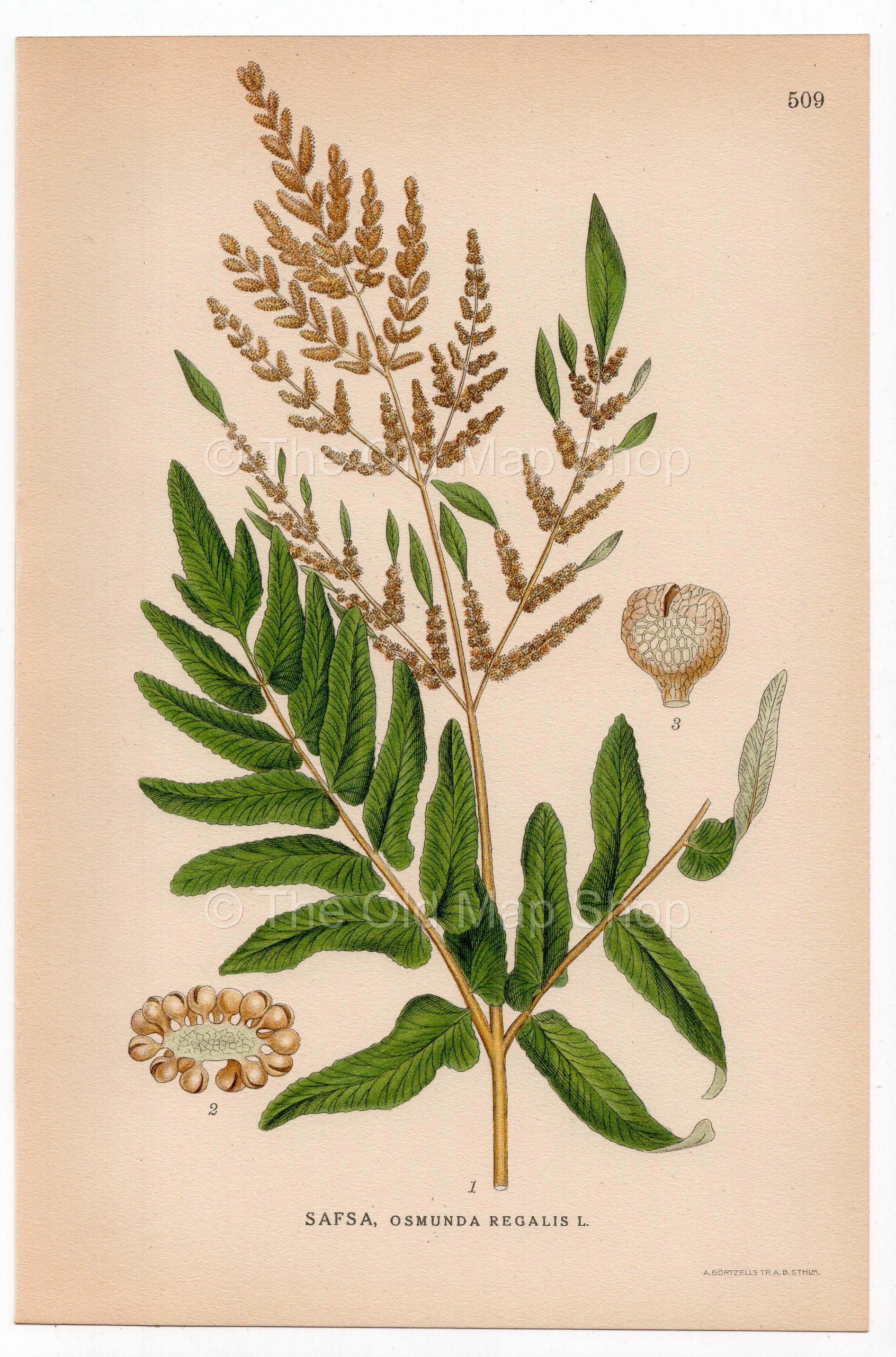 Royal Fern, Flowering fern (Osmunda regalis), antique botanical illustration, Plate 509, C. A. M. Lindman, Bilder ur Nordens Flora, 1926.