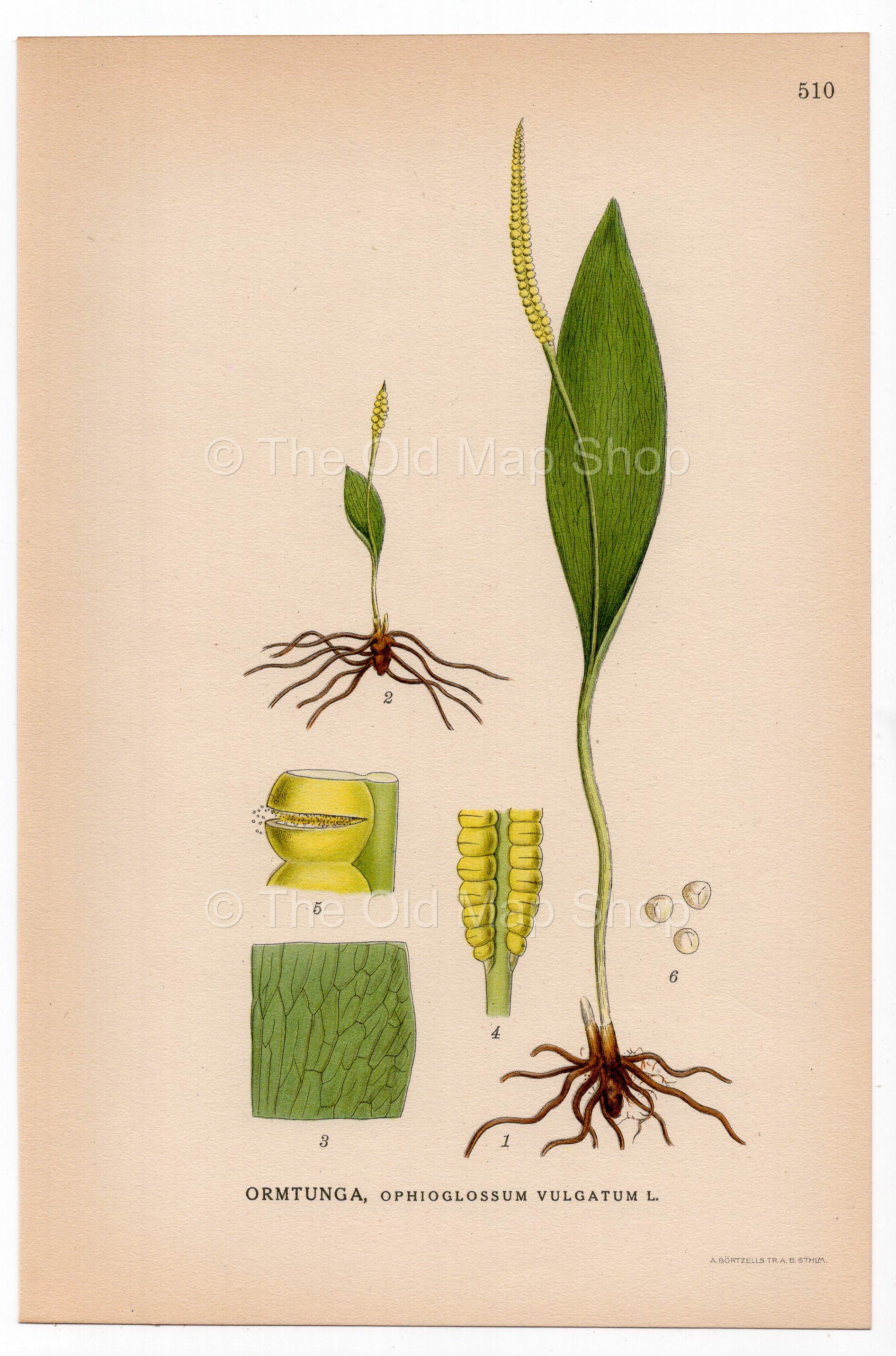 Adders-tongue fern (Ophioglossum vulgatum), antique botanical illustration, Plate 510, C. A. M. Lindman, Bilder ur Nordens Flora, 1926.