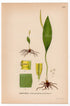 Adders-tongue fern (Ophioglossum vulgatum), antique botanical illustration, Plate 510, C. A. M. Lindman, Bilder ur Nordens Flora, 1926.
