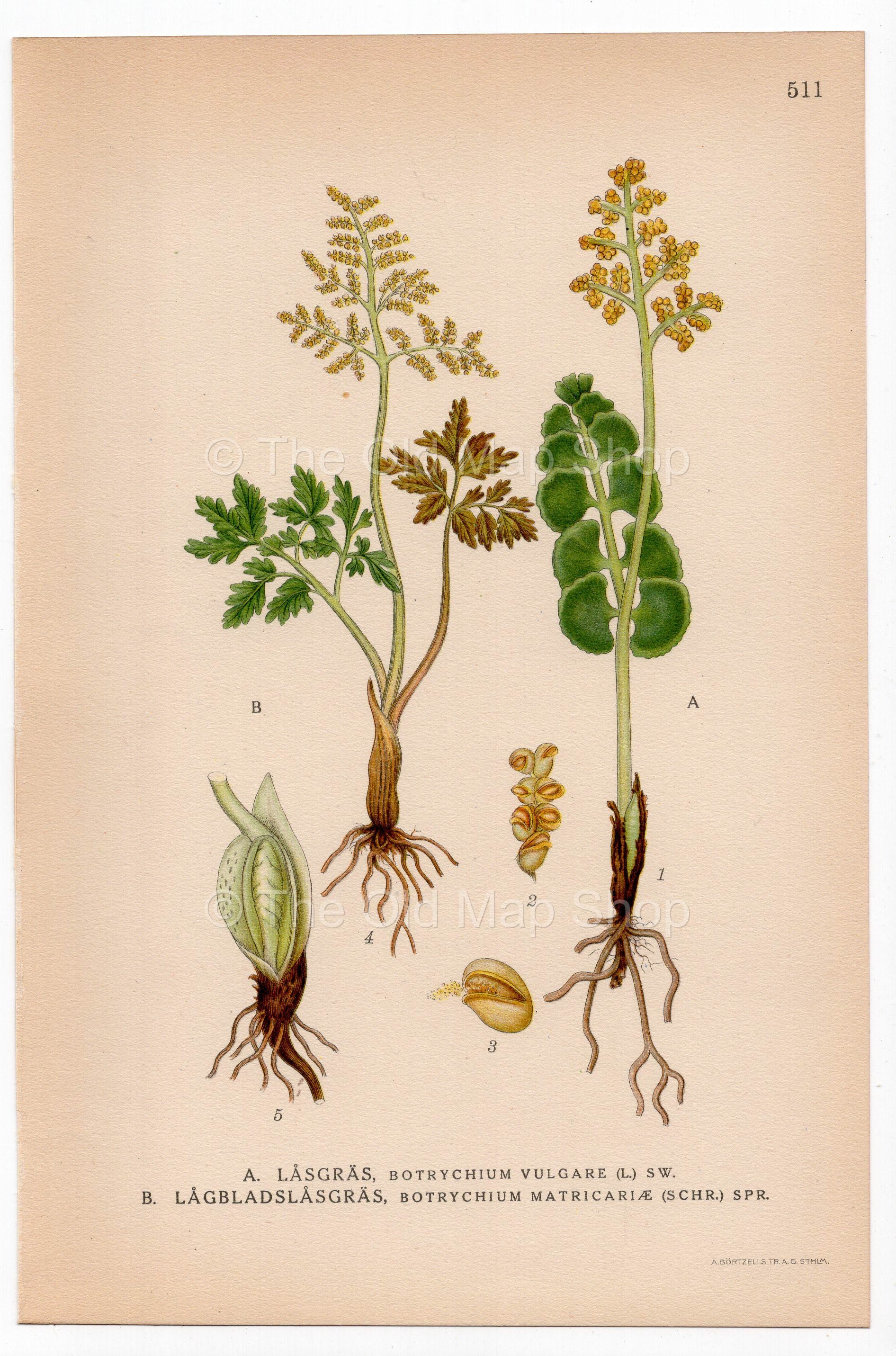 Leathery Grapefern, Fern (Botrychium vulgare, Botrychium matricariae), antique botanical illustration, Plate 511, C. A. M. Lindman, Bilder ur Nordens Flora, 1926.