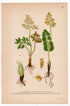 Leathery Grapefern, Fern (Botrychium vulgare, Botrychium matricariae), antique botanical illustration, Plate 511, C. A. M. Lindman, Bilder ur Nordens Flora, 1926.