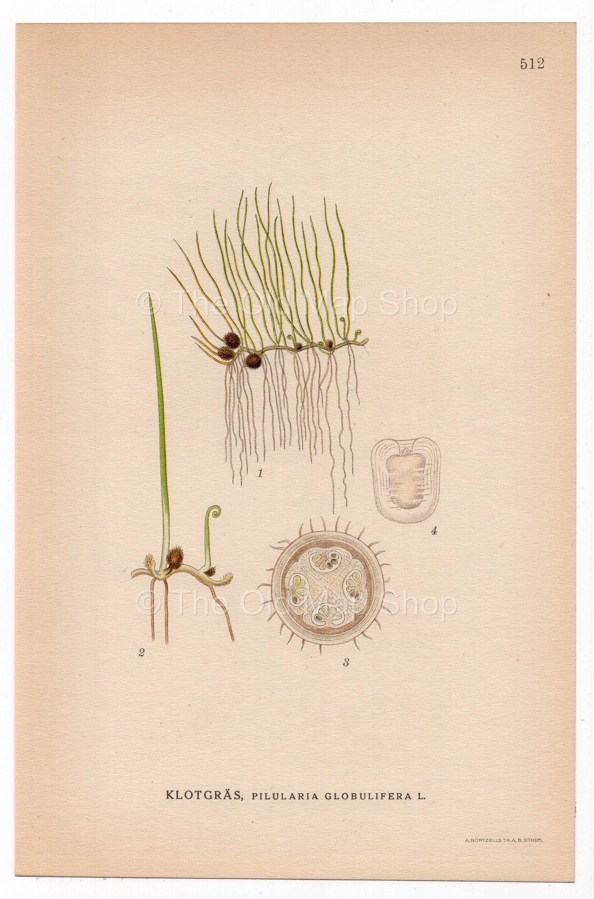 Pillwort Fern (Pilularia globulifera), antique botanical illustration, Plate 512, C. A. M. Lindman, Bilder ur Nordens Flora, 1926.