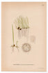 Pillwort Fern (Pilularia globulifera), antique botanical illustration, Plate 512, C. A. M. Lindman, Bilder ur Nordens Flora, 1926.