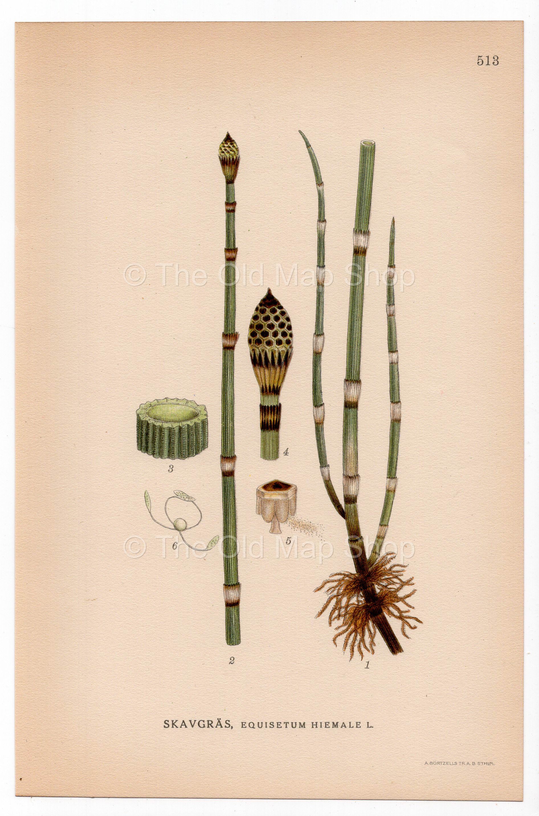 Rough Horsetail, Scouring Rush, Fern (Equisetum hyemale), antique botanical illustration, Plate 513, C. A. M. Lindman, Bilder ur Nordens Flora, 1926.