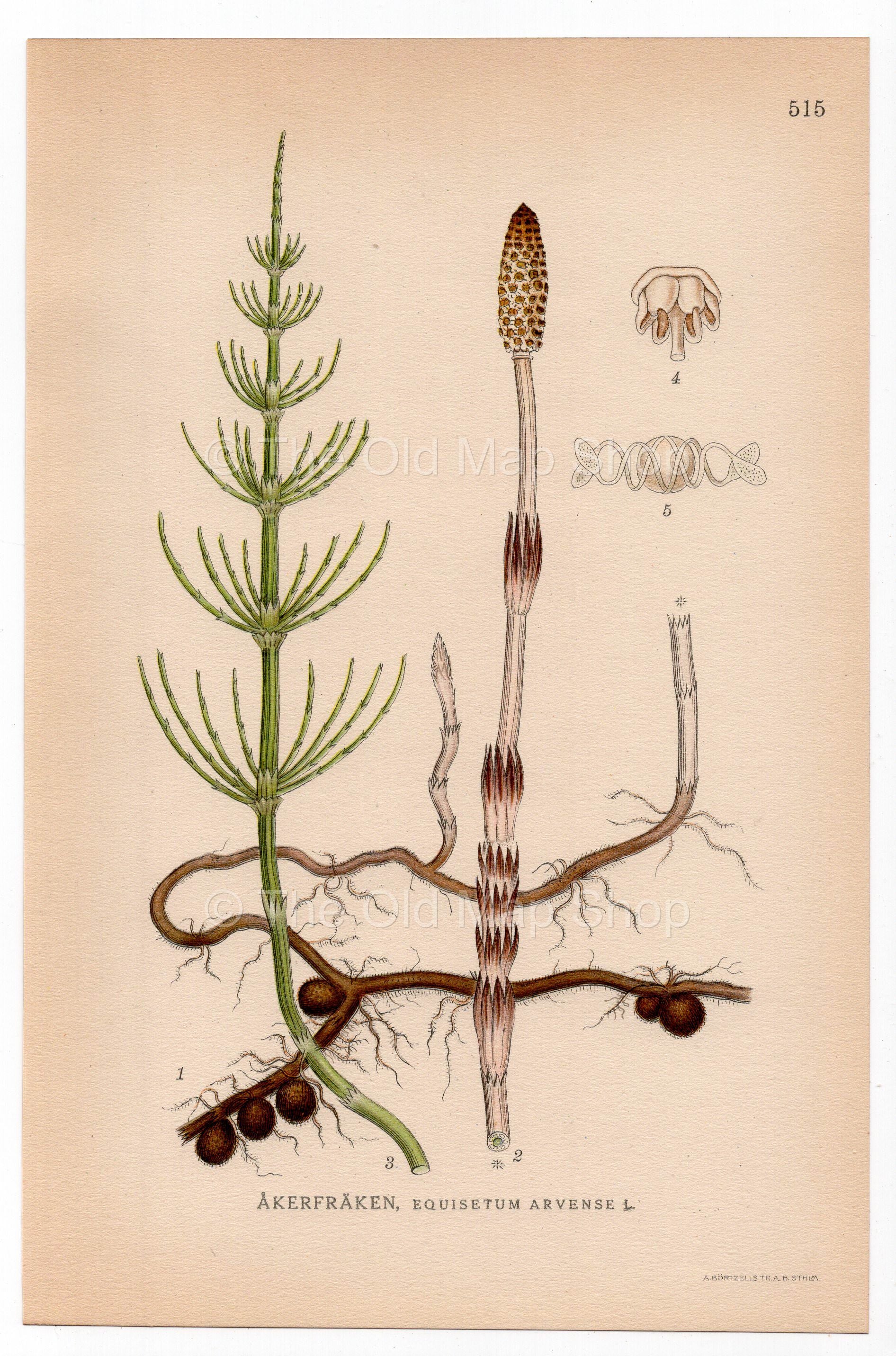 Field horsetail, Common horsetail (Equisetum arvense), antique botanical illustration, Plate 515, C. A. M. Lindman, Bilder ur Nordens Flora, 1926.