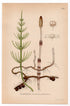 Field horsetail, Common horsetail (Equisetum arvense), antique botanical illustration, Plate 515, C. A. M. Lindman, Bilder ur Nordens Flora, 1926.