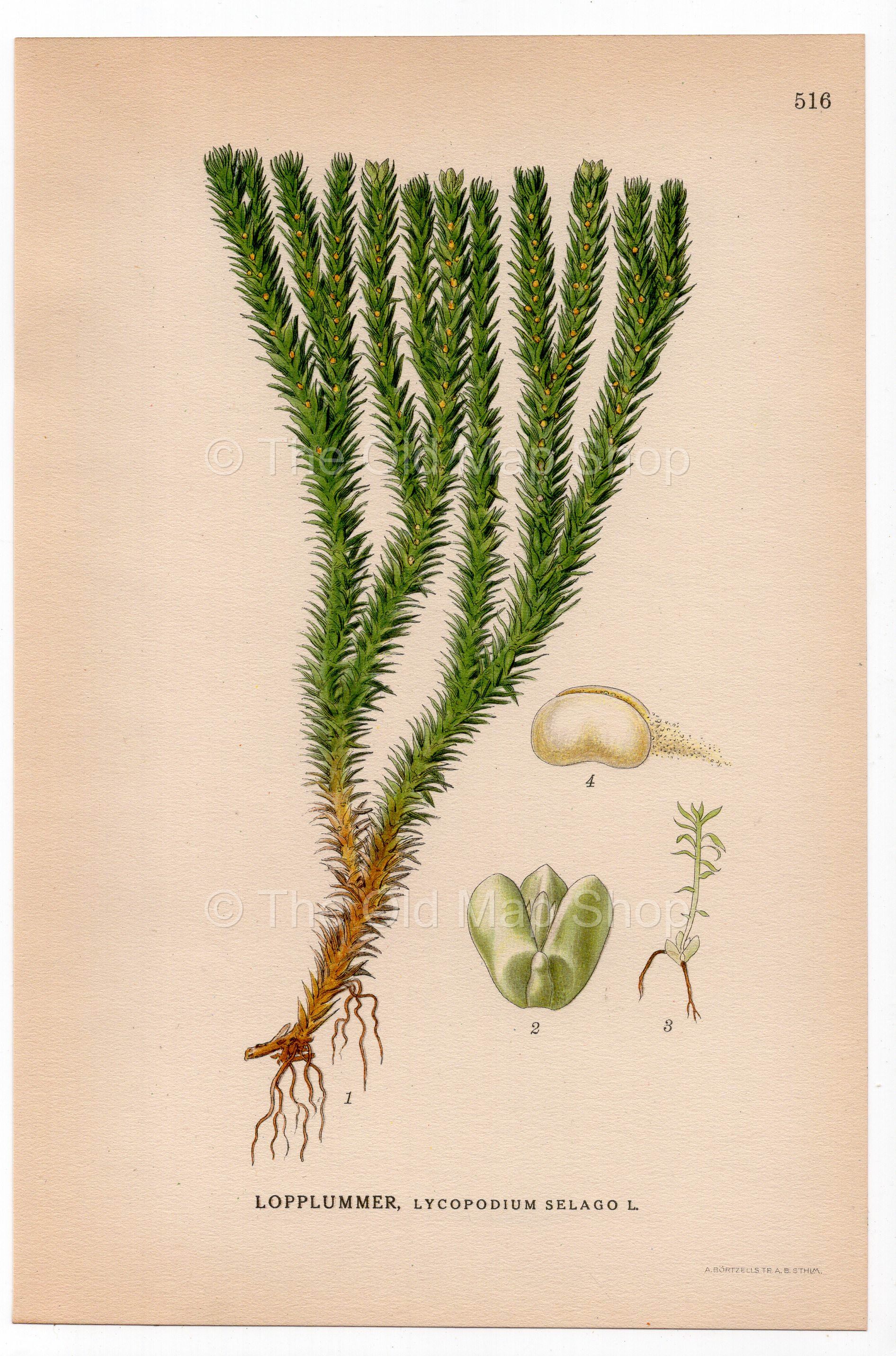 Northern Firmoss, Fir Clubmoss (Lycopodium selago), antique botanical illustration, Plate 516, C. A. M. Lindman, Bilder ur Nordens Flora, 1926.
