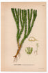 Northern Firmoss, Fir Clubmoss (Lycopodium selago), antique botanical illustration, Plate 516, C. A. M. Lindman, Bilder ur Nordens Flora, 1926.
