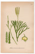 Groundcedar, Creeping Jenny (Lycopodium complanatum), antique botanical illustration, Plate 518, C. A. M. Lindman, Bilder ur Nordens Flora, 1926.