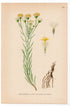 Goldilocks Aster, Galatella linosyris (Aster linosyris), antique botanical illustration, Plate 521, C. A. M. Lindman, Bilder ur Nordens Flora, 1926.