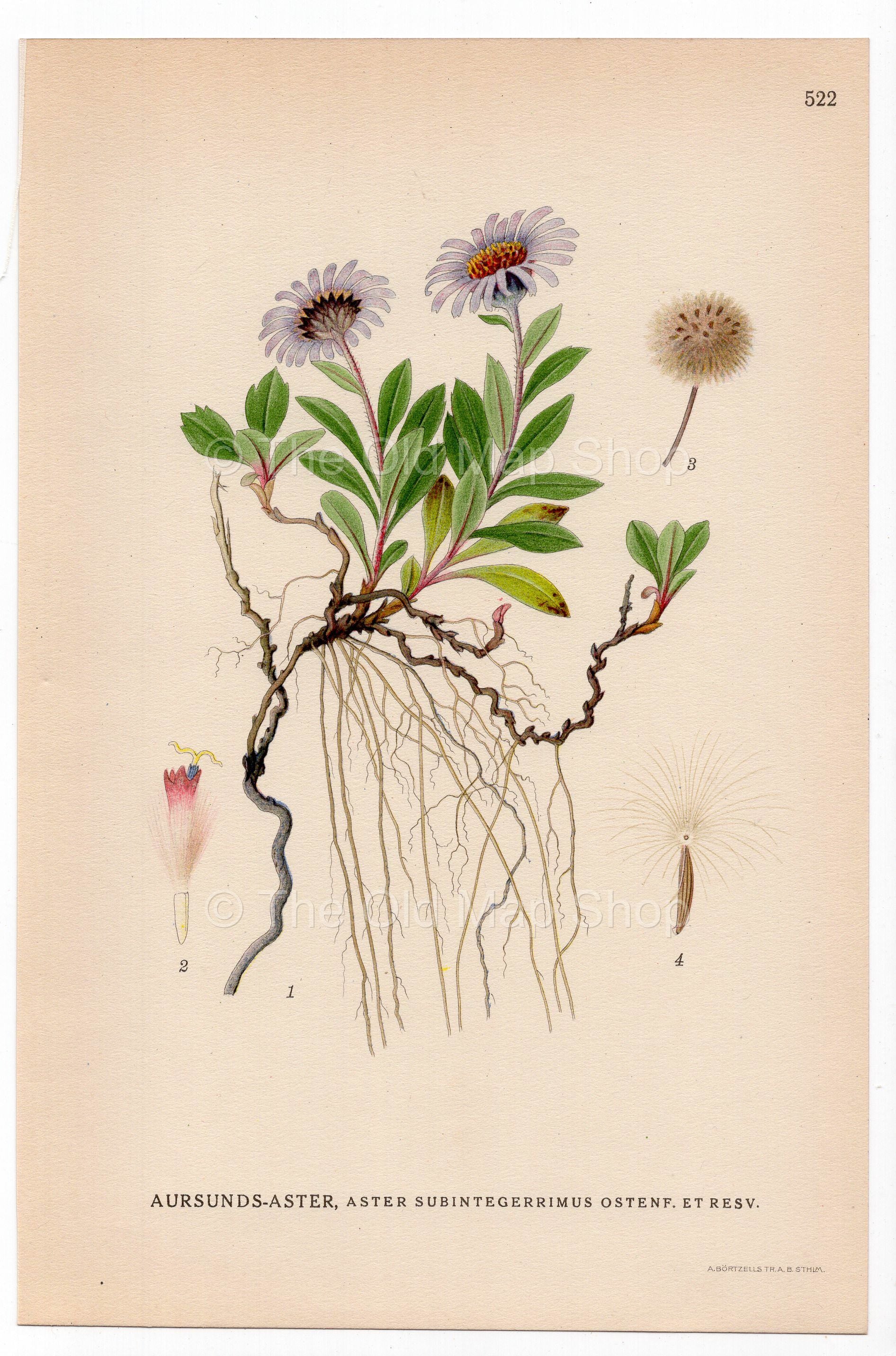 Siberian aster, Arctic aster (Aster subintegerrimus), antique botanical illustration, Plate 522, C. A. M. Lindman, Bilder ur Nordens Flora, 1926.