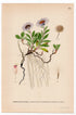 Siberian aster, Arctic aster (Aster subintegerrimus), antique botanical illustration, Plate 522, C. A. M. Lindman, Bilder ur Nordens Flora, 1926.