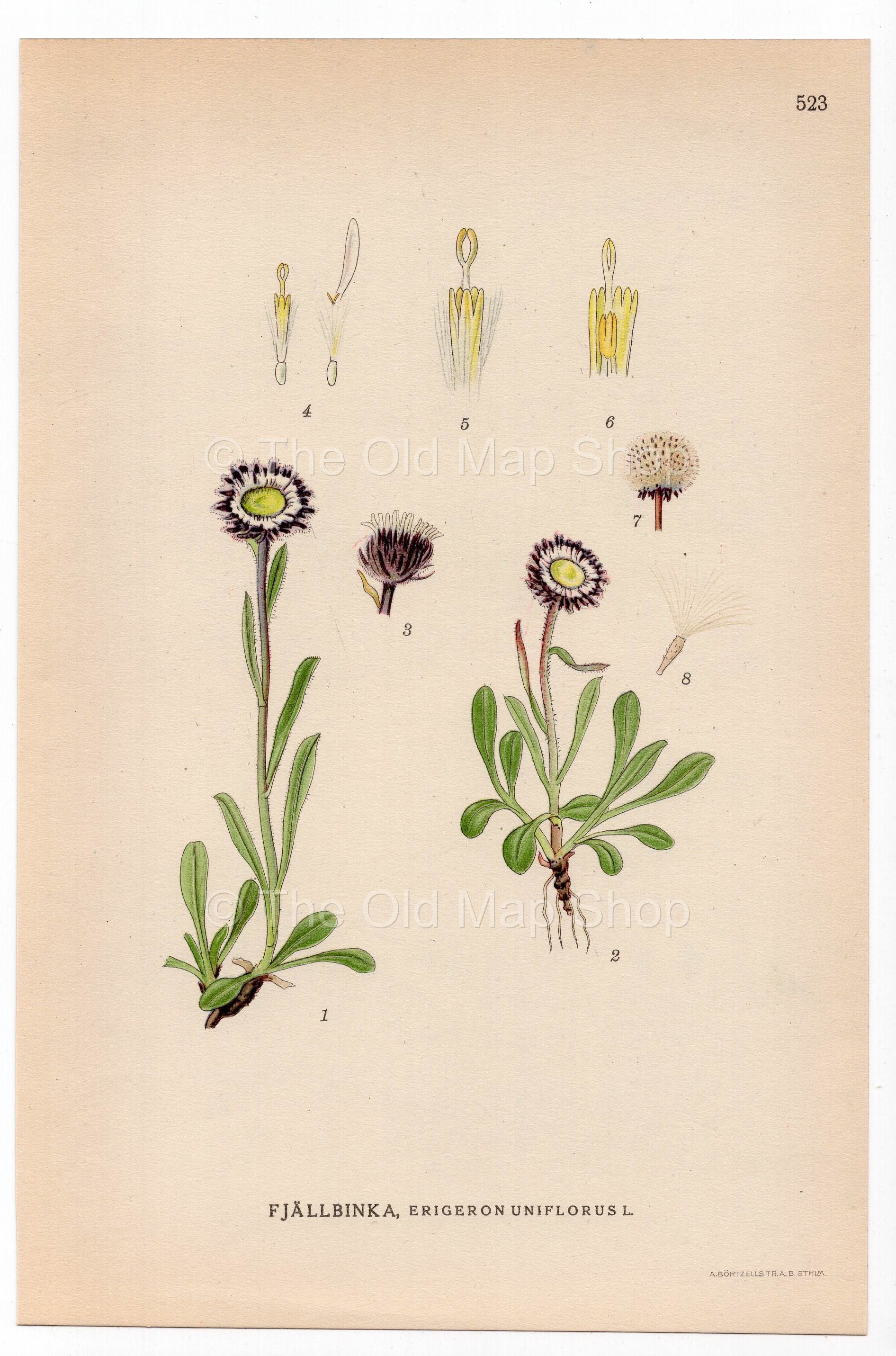 One-flower Fleabane (Erigeron uniflorus), antique botanical illustration, Plate 523, C. A. M. Lindman, Bilder ur Nordens Flora, 1926.
