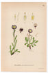 One-flower Fleabane (Erigeron uniflorus), antique botanical illustration, Plate 523, C. A. M. Lindman, Bilder ur Nordens Flora, 1926.