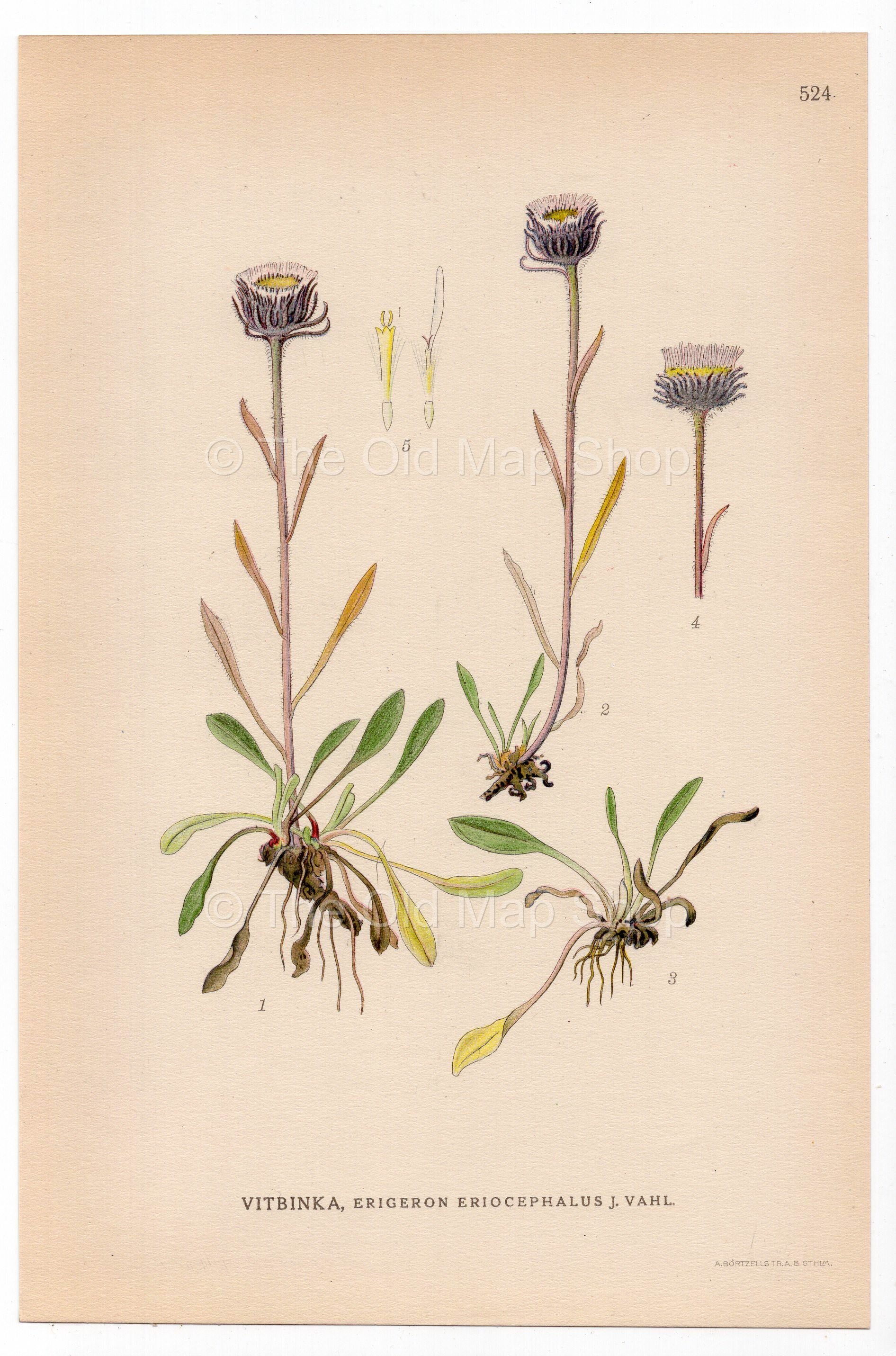 Daisy Family, Erigeron schmalhausenii (Erigeron eriocephalus), antique botanical illustration, Plate 524, C. A. M. Lindman, Bilder ur Nordens Flora, 1926.
