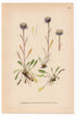 Daisy Family, Erigeron schmalhausenii (Erigeron eriocephalus), antique botanical illustration, Plate 524, C. A. M. Lindman, Bilder ur Nordens Flora, 1926.