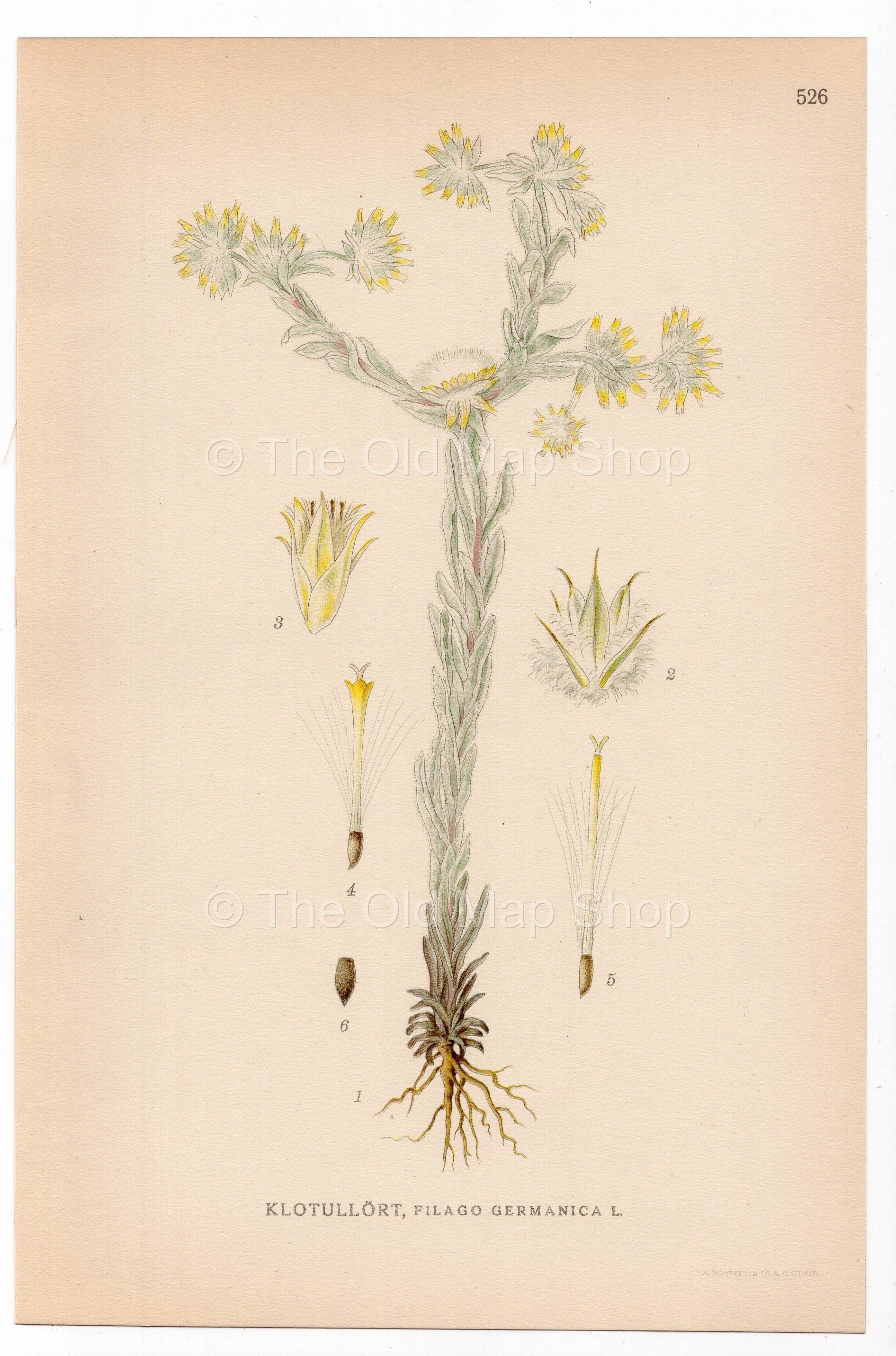Common cudweed, Common cottonrose (Filago germanica, Filago vulgaris), antique botanical illustration, Plate 526, C. A. M. Lindman, Bilder ur Nordens Flora, 1926.