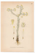 Common cudweed, Common cottonrose (Filago germanica, Filago vulgaris), antique botanical illustration, Plate 526, C. A. M. Lindman, Bilder ur Nordens Flora, 1926.