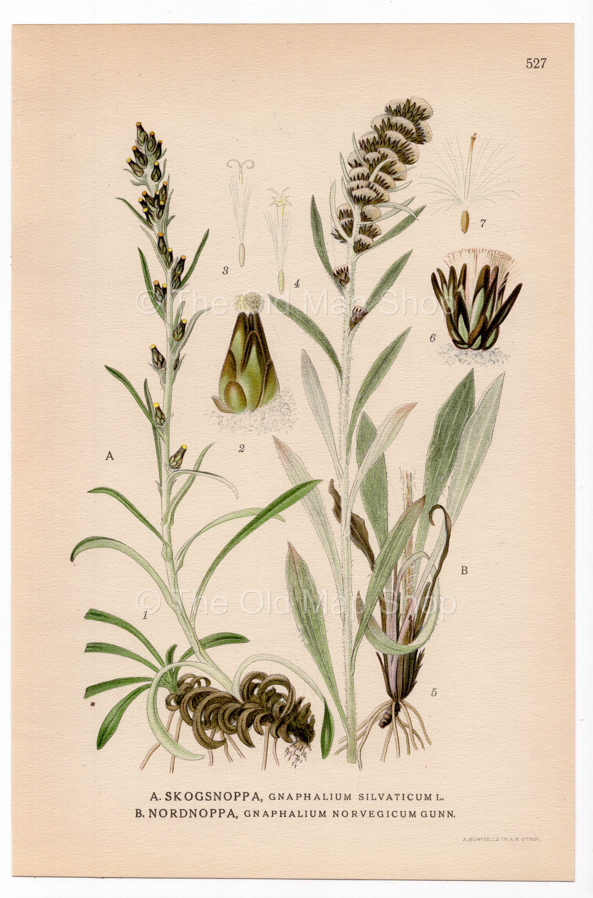 Heath Cudweed, Highland cudweed (Gnaphalium sylvaticum, Gnaphalium norvegicum), antique botanical illustration, Plate 527, C. A. M. Lindman, Bilder ur Nordens Flora, 1926.