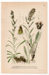 Heath Cudweed, Highland cudweed (Gnaphalium sylvaticum, Gnaphalium norvegicum), antique botanical illustration, Plate 527, C. A. M. Lindman, Bilder ur Nordens Flora, 1926.