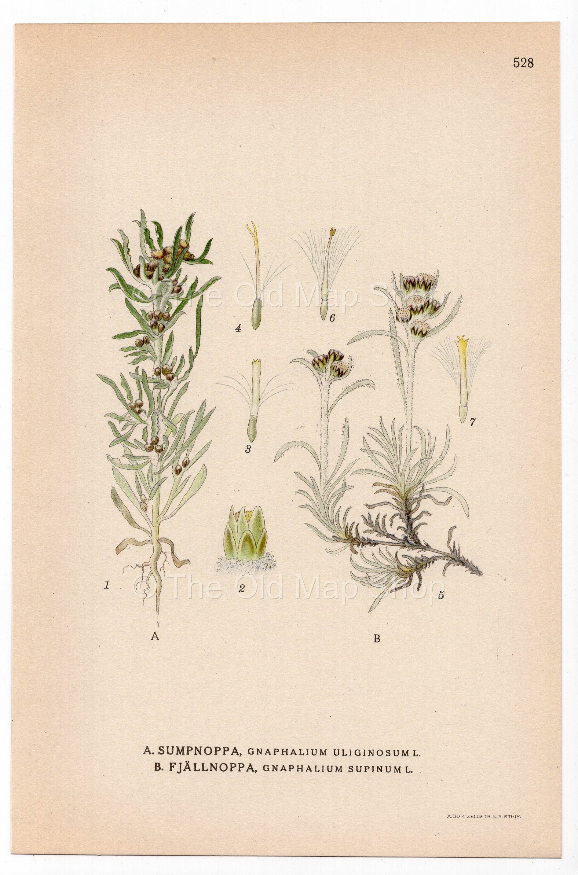 Marsh cudweed, Dwarf Cudweed (Gnaphalium uliginosum, Gnaphalium supinum), antique botanical illustration, Plate 528, C. A. M. Lindman, Bilder ur Nordens Flora, 1926.