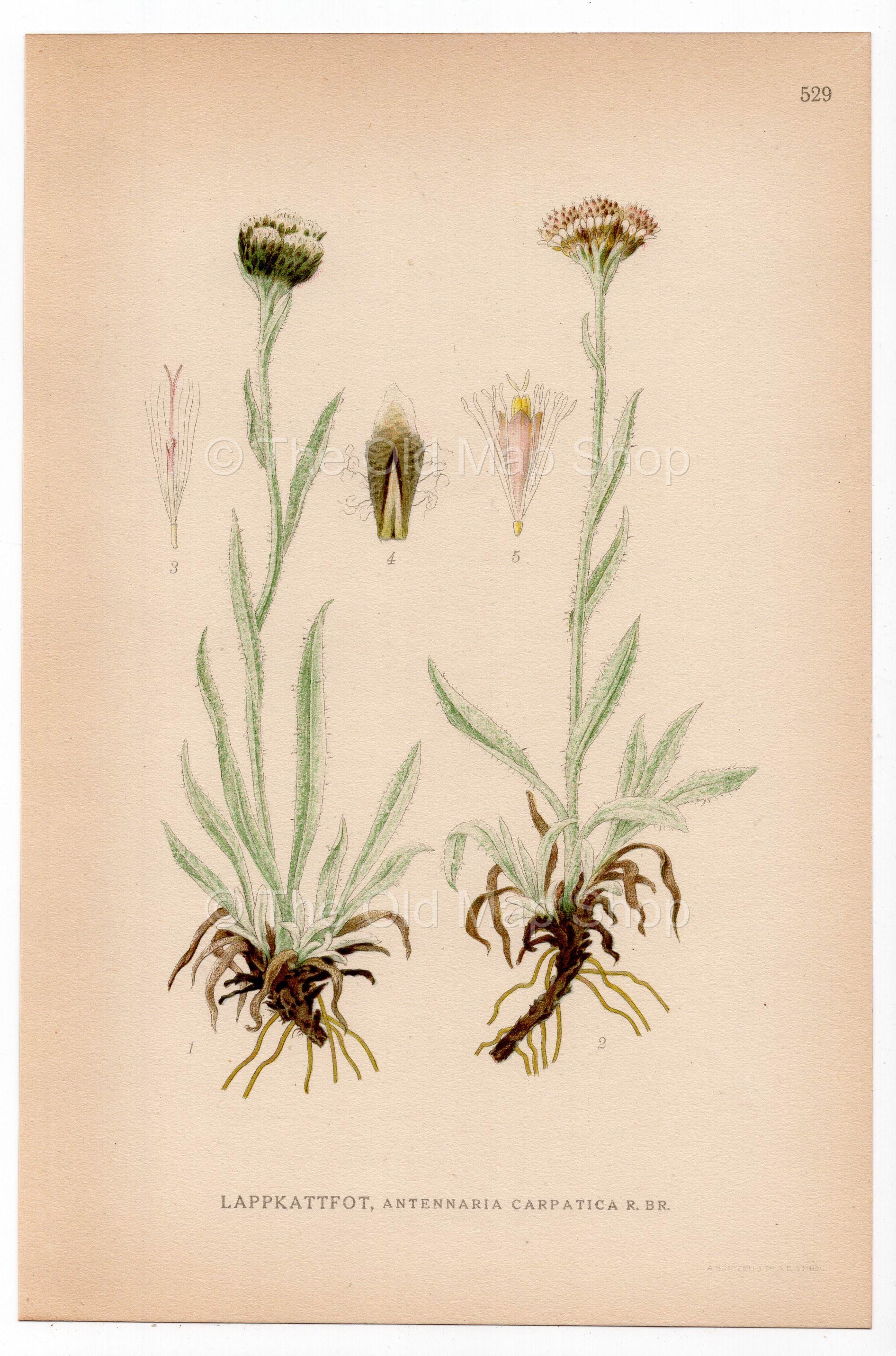 Pussytoes (Antennaria carpatica), antique botanical illustration, Plate 529, C. A. M. Lindman, Bilder ur Nordens Flora, 1926.