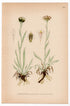 Pussytoes (Antennaria carpatica), antique botanical illustration, Plate 529, C. A. M. Lindman, Bilder ur Nordens Flora, 1926.