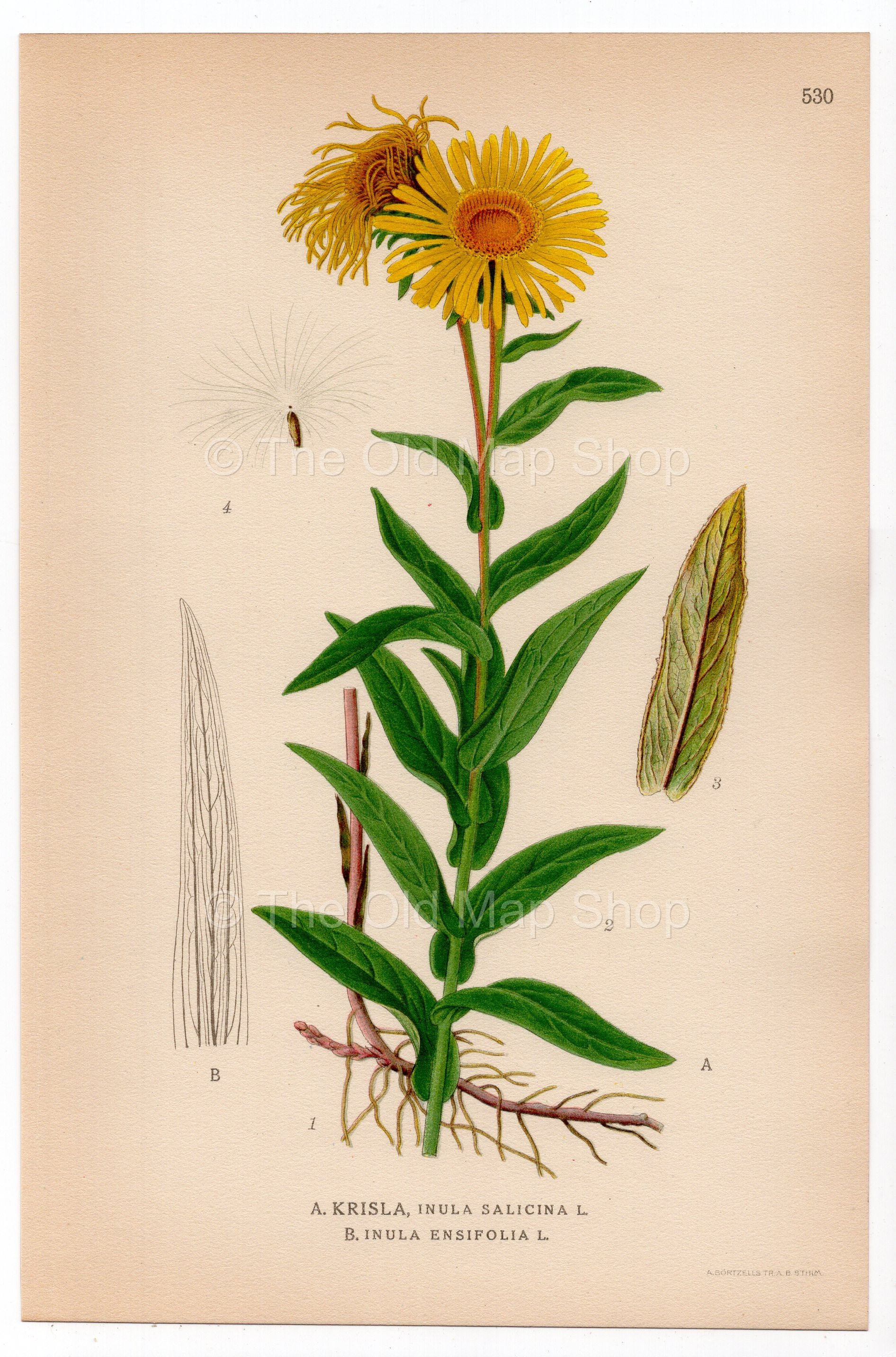 Irish Fleabane, Narrow-leaved inula (Inula salicina, Inula Ensifolia), antique botanical illustration, Plate 530, C. A. M. Lindman, Bilder ur Nordens Flora, 1926.