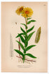 Irish Fleabane, Narrow-leaved inula (Inula salicina, Inula Ensifolia), antique botanical illustration, Plate 530, C. A. M. Lindman, Bilder ur Nordens Flora, 1926.