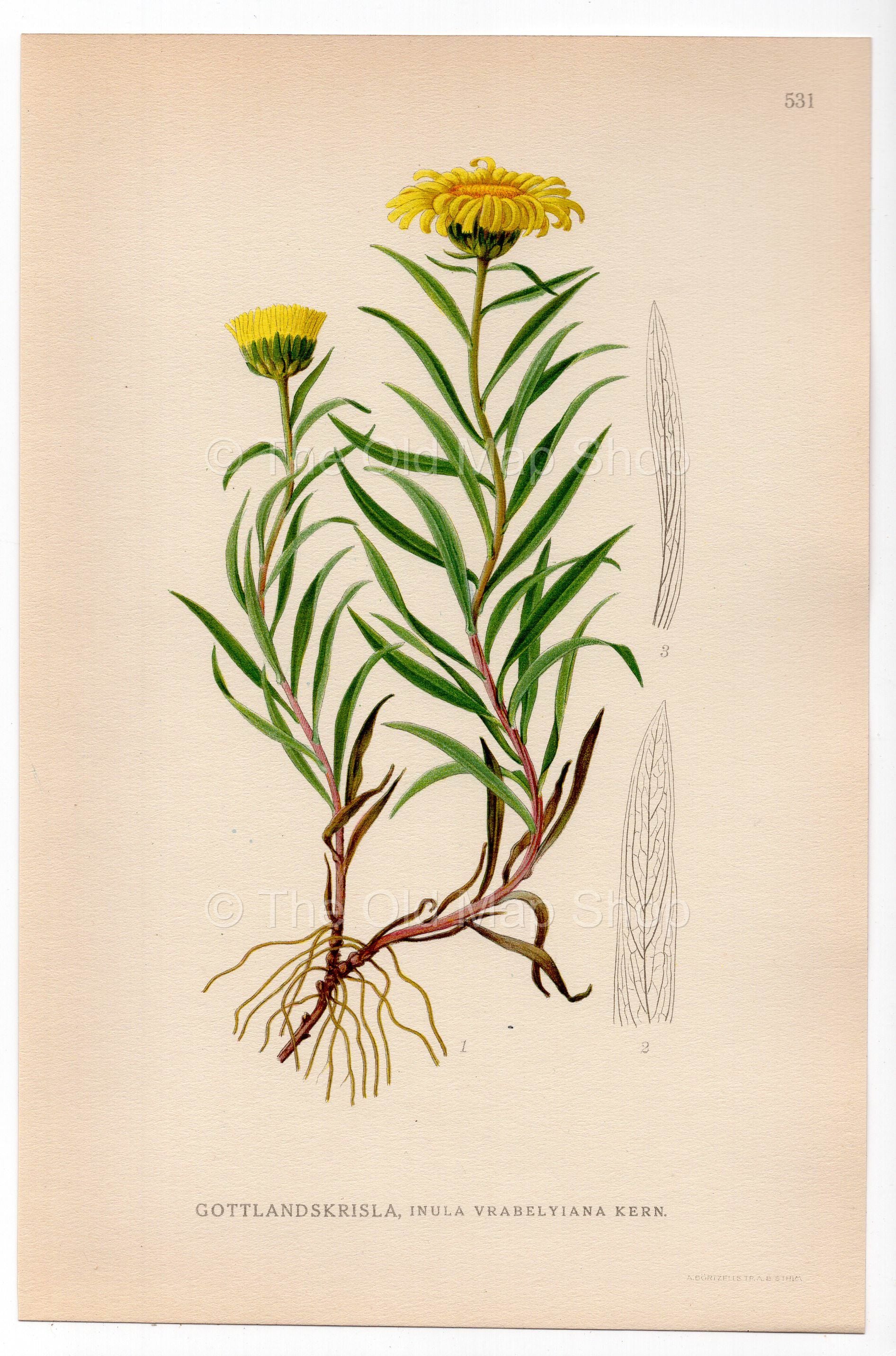 Inula vrabelyiana kern, antique botanical illustration, Plate 531, C. A. M. Lindman, Bilder ur Nordens Flora, 1926.