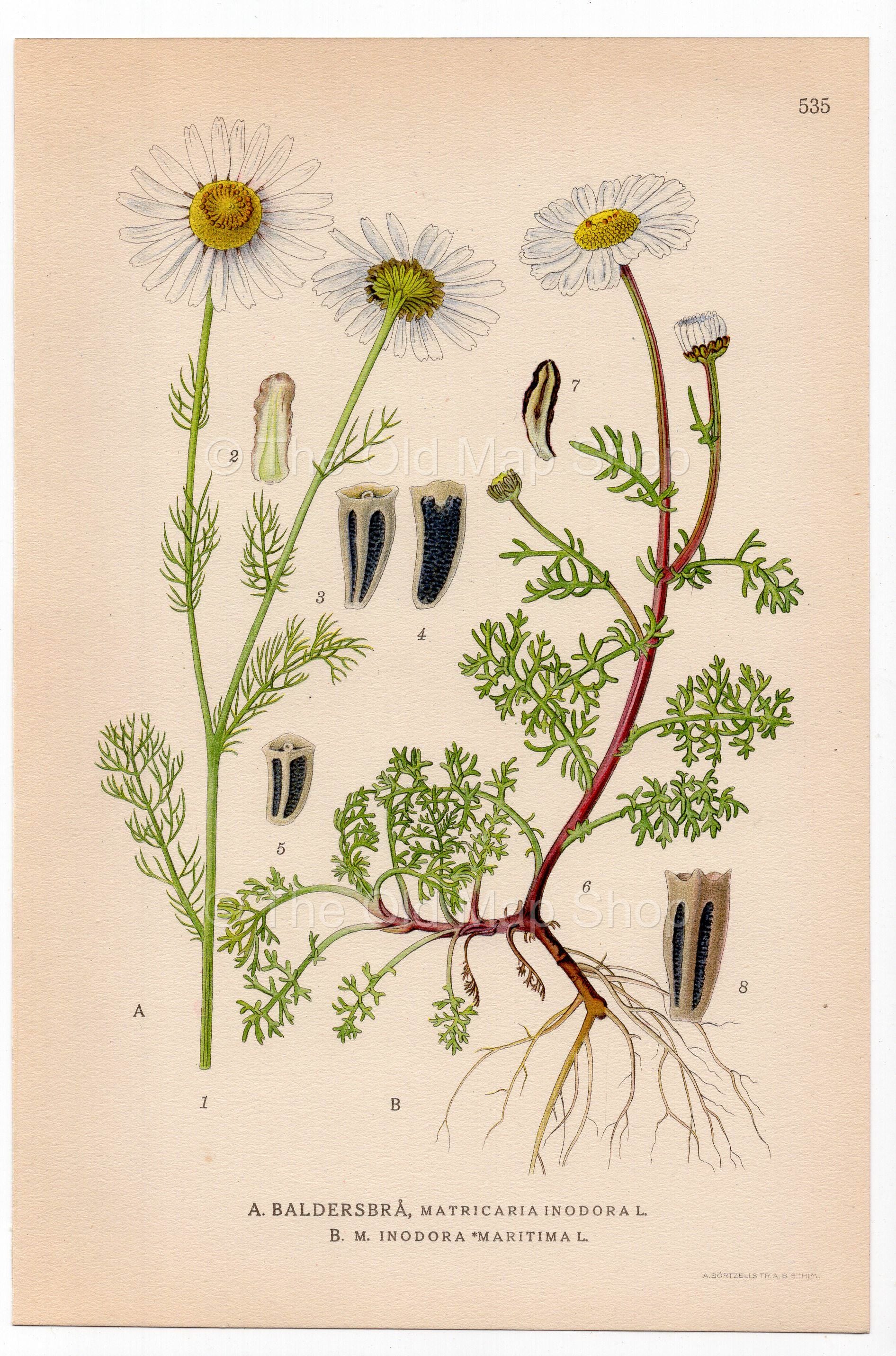 Scentless mayweed, Scentless Chamomile (Matricaria inodora), antique botanical illustration, Plate 535, C. A. M. Lindman, Bilder ur Nordens Flora, 1926.