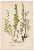 Field wormwood (Artemisia rupestris, Artemisia campestris), antique botanical illustration, Plate 537, C. A. M. Lindman, Bilder ur Nordens Flora, 1926.